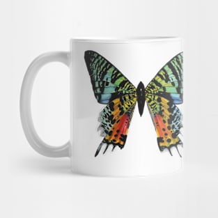 Madagascan Sunset Moth Mug